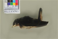 藏品(家燕)的圖片